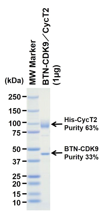 The purity was assessed by SDS-PAGE/CBB staining.